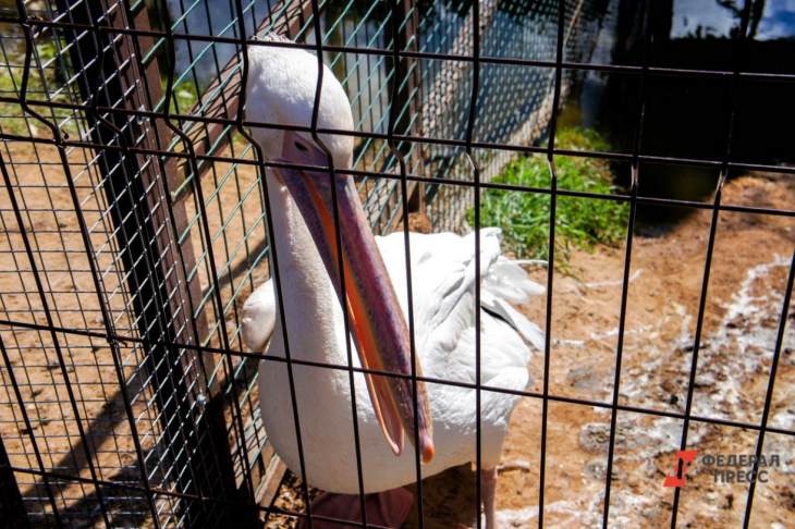 ​В Московском зоопарке розовые пеликаны вышли на пруд