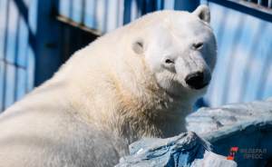 ​В Московском зоопарке белая медведица Айка вышла к посетителям