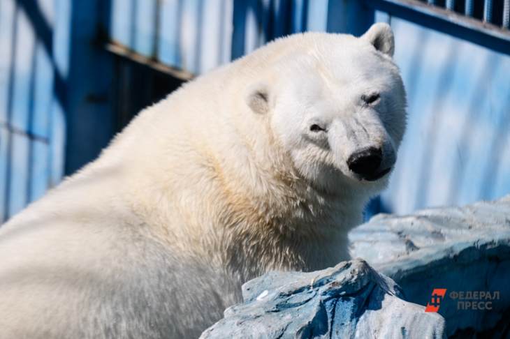 ​В Московском зоопарке белая медведица Айка вышла к посетителям