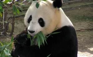 День рождения больших панд отметят в Московском зоопарке