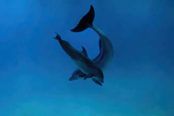 ​В «Москвариуме» родился дельфин