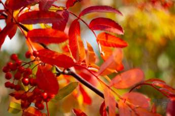 ​Сезон «Любования осенними листьями» стартует на Воробьевых горах