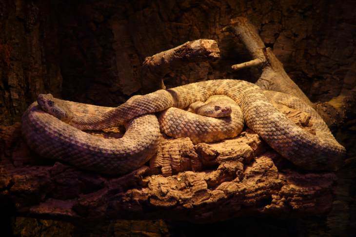 ​Выставка ядовитых змей открылась в Московском зоопарке
