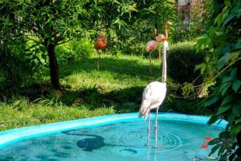 ​Птенцы фламинго появились на свет в Московском зоопарке