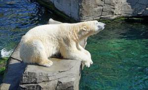 ​В Московском зоопарке умер белый медведь Диксон