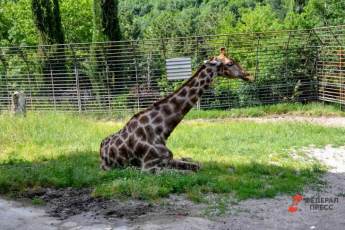​Галерею для наблюдений за животными создали в Московском зоопарке