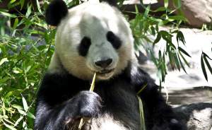 ​Павильон с китайскими пандами в Московском зоопарке временно закрыт