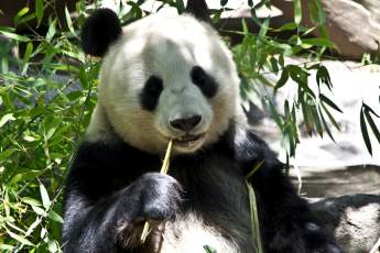 ​Павильон с китайскими пандами в Московском зоопарке временно закрыт