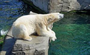​Белую медведицу Айку в Московском зоопарке поздравили с днем рождения