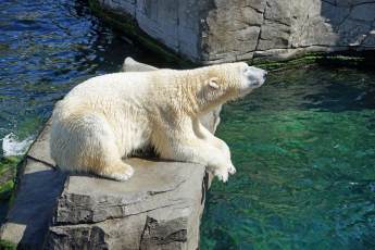 ​Белую медведицу Айку в Московском зоопарке поздравили с днем рождения
