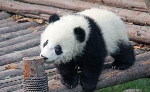 ​У маленькой панды из столичного зоопарка появились первые зубы
