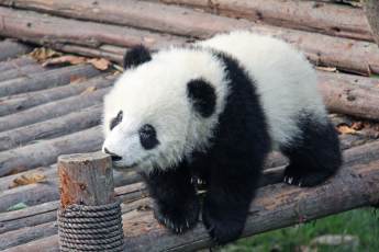 ​У маленькой панды из столичного зоопарка появились первые зубы