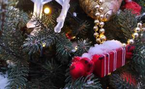 ​В Москву везут главную новогоднюю елку России