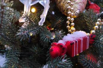 ​В Москву везут главную новогоднюю елку России