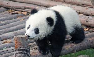 ​Маленькую панду из Московского зоопарка назвали Катюшей