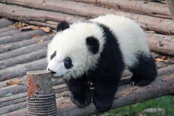 ​Маленькую панду из Московского зоопарка назвали Катюшей