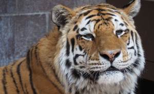 ​В Москву прибыл раненный амурский тигр