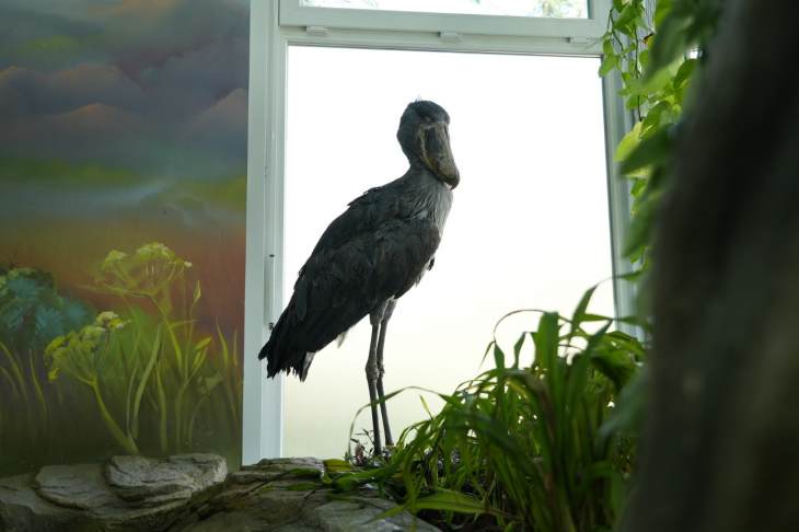 ​Вольер с редкими птицами впервые открылся в Московском зоопарке